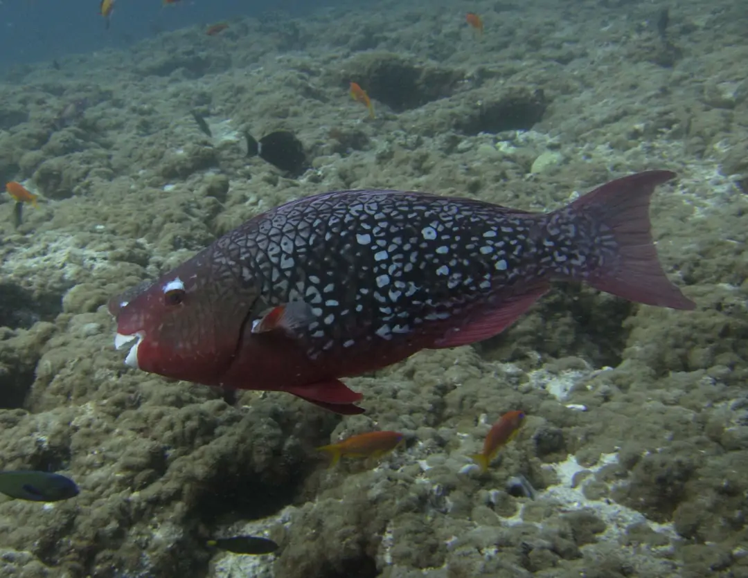 Seabook: Ember Parrotfish (female)