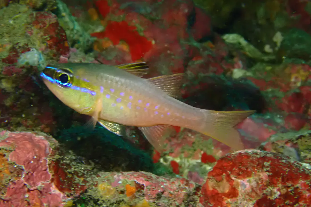 Goldbelly Cardinalfish (Ostorhinchus apogonoides)