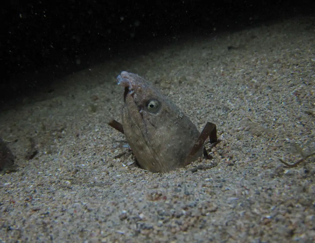 Seabook: Longfin Snake Eel