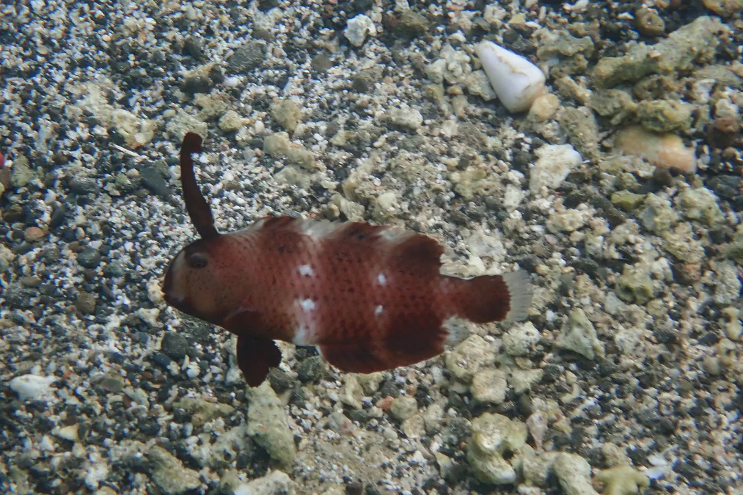 Peacock Razorfish (sub-adult)