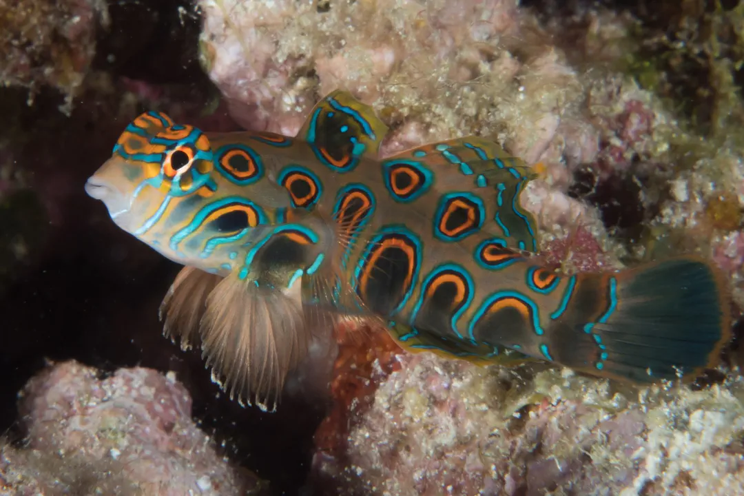 Picturesque Dragonet