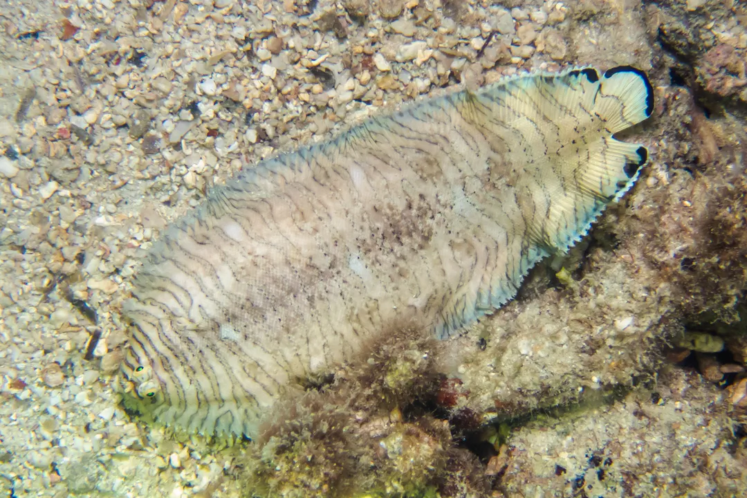 Tiger Sole (Soleichthys heterorhinos)