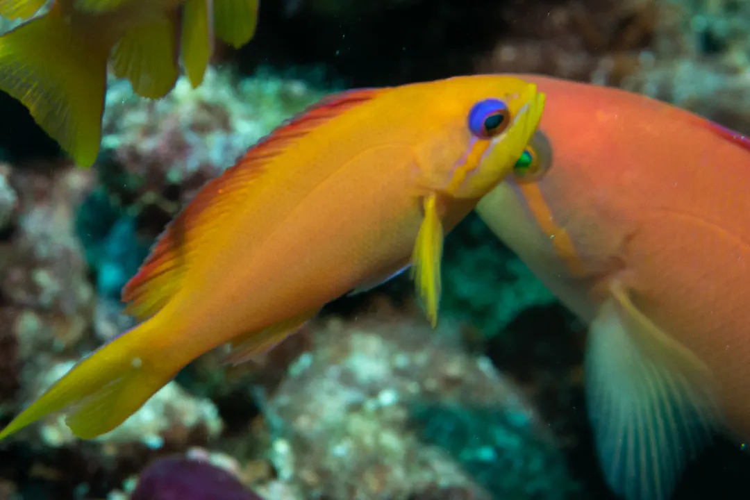 Flame Anthias