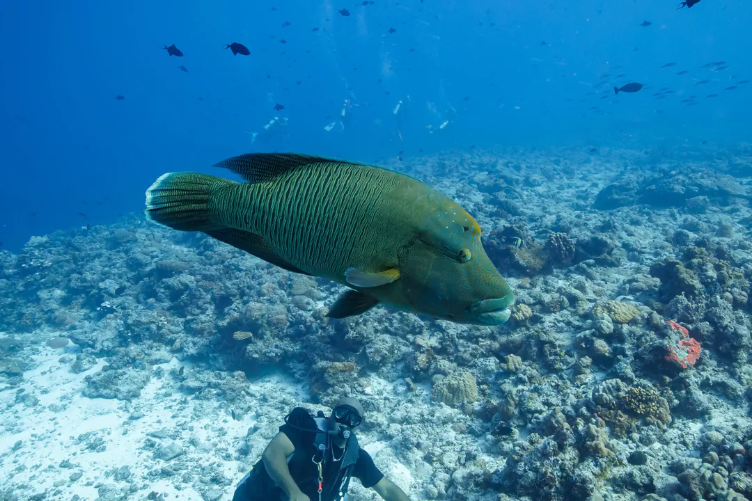 Napoleon Wrasse (Cheilinus undulatus)