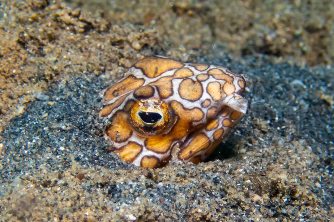 Napoleon Snake Eel (pale) (Ophichthus bonaparti)