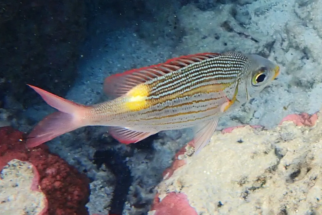 Striped Large-eye Bream (Gnathodentex aureolineatus)