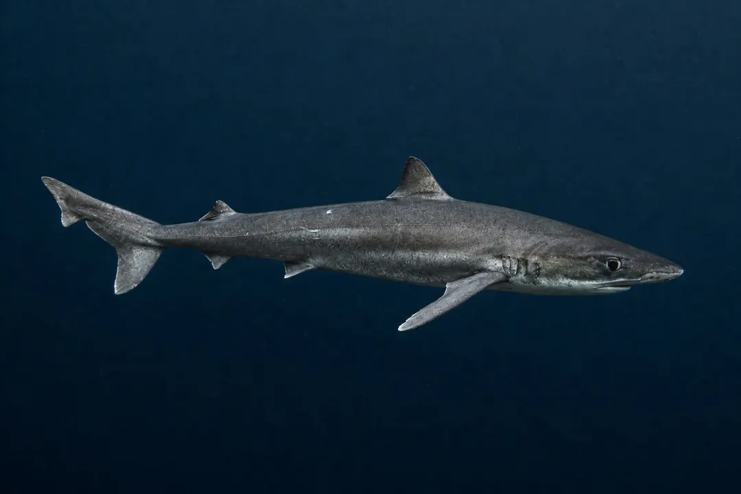 School Shark (Galeorhinus galeus)