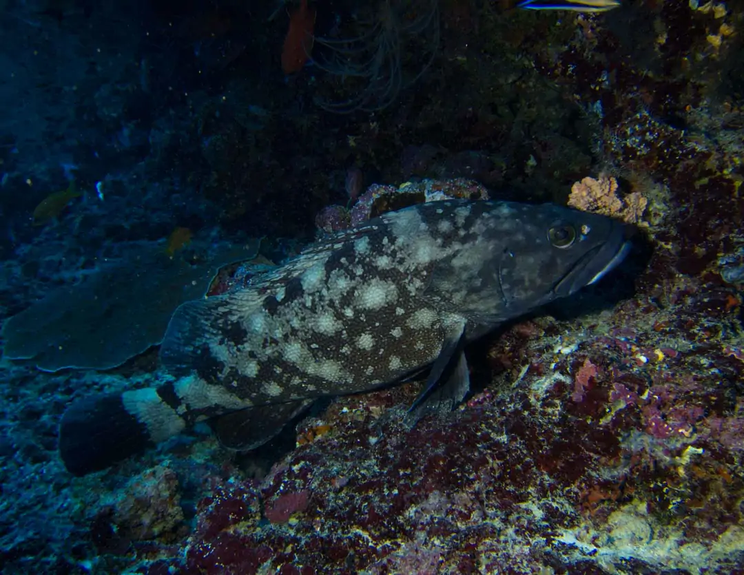 Seabook: Whitespotted Grouper