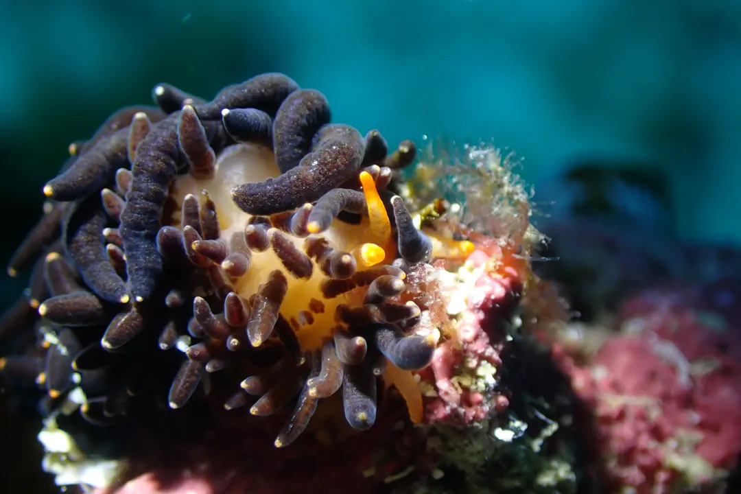 Cup Coral Nudibranch (black)