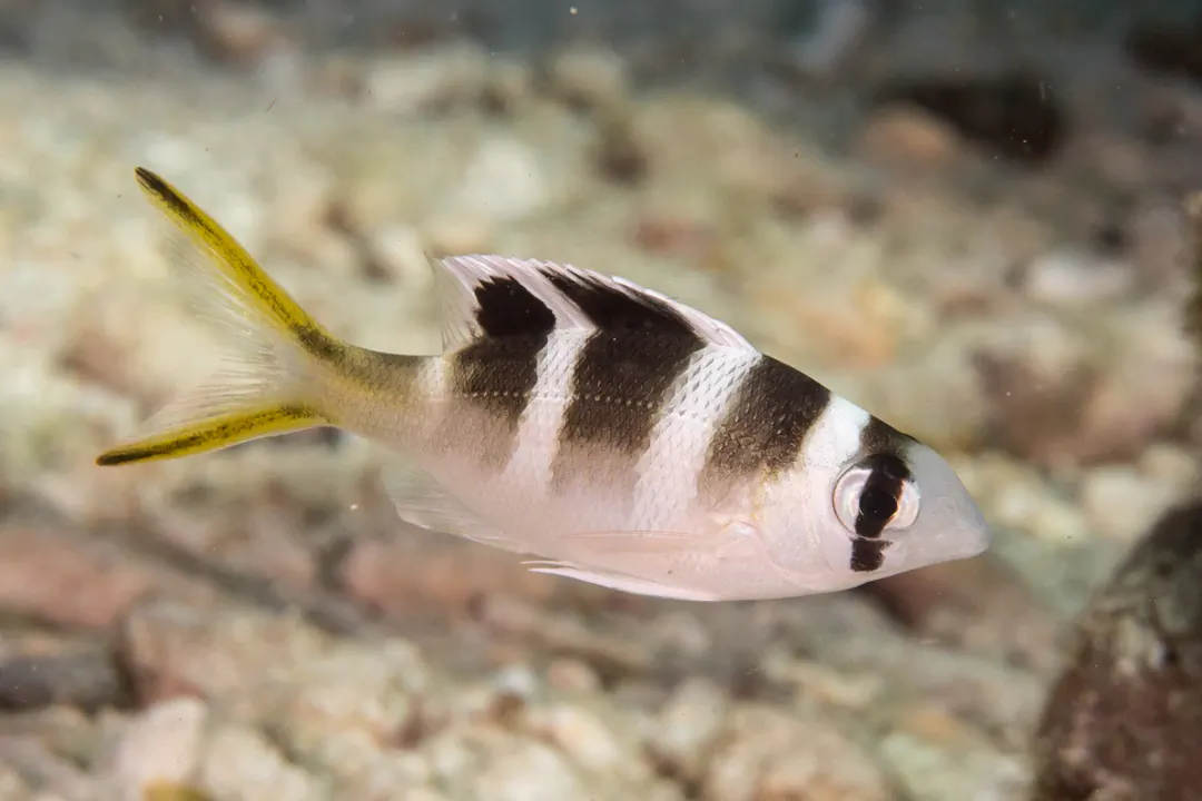 Humpnose Bigeye Bream (intermediate)