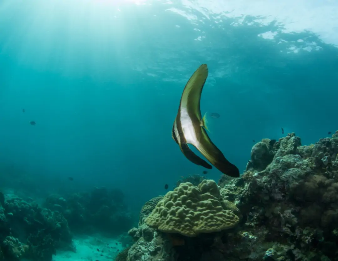 Seabook: Teira Batfish (juvenile)