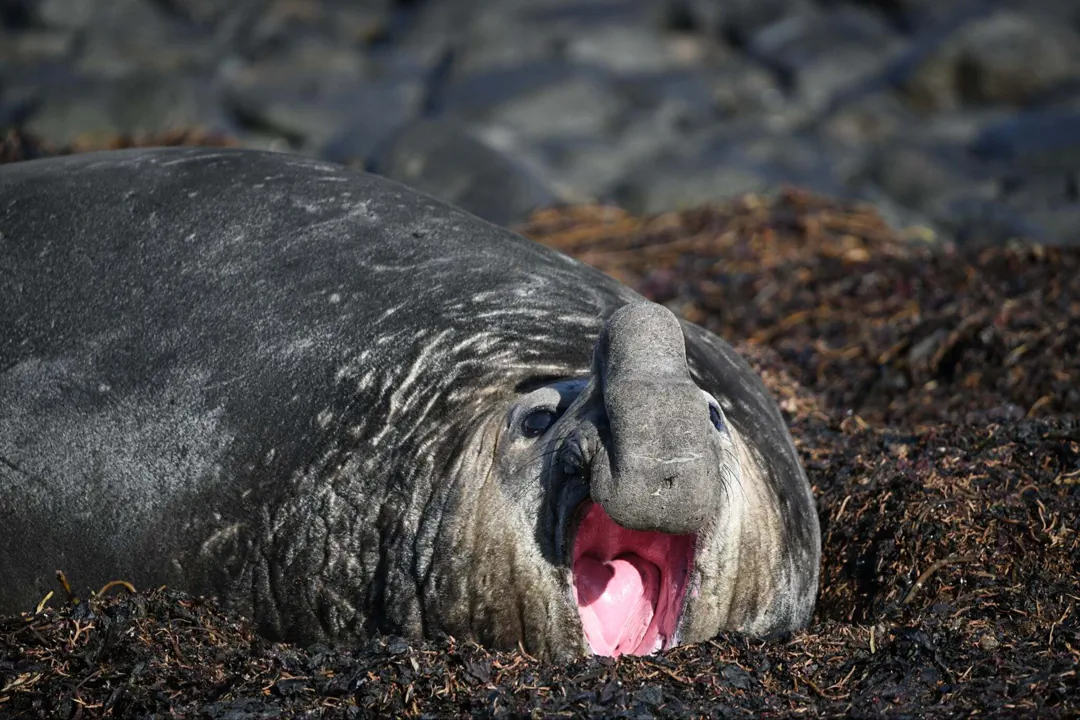 Southern Elephant Seal (Mirounga leonina)