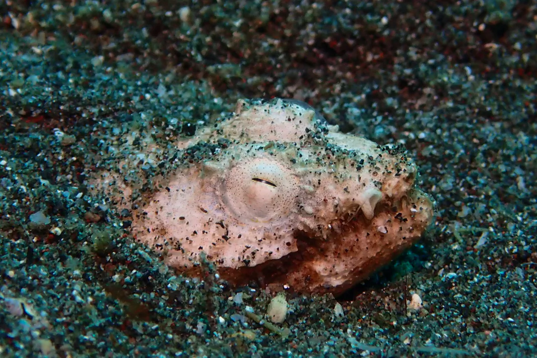 Crocodile Snake Eel