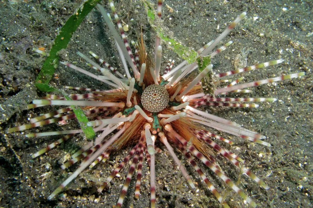 Banded Sea Urchin