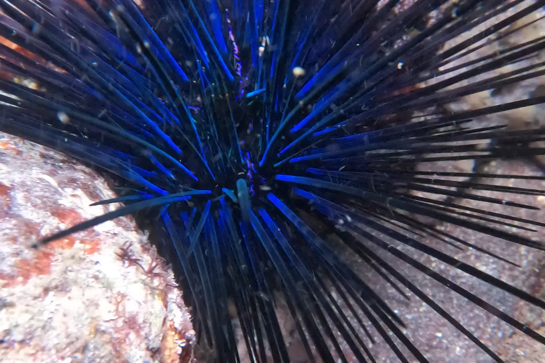 Needle Sea Urchin (Diadema mexicanum)