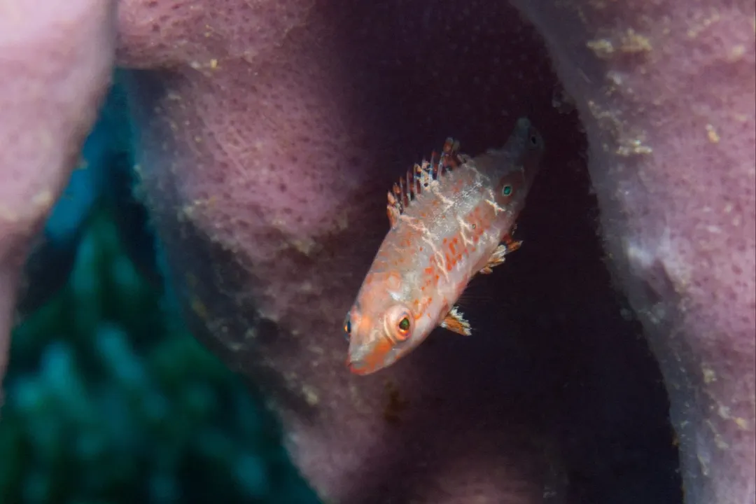 Oriental Wrasse (Oxycheilinus orientalis)