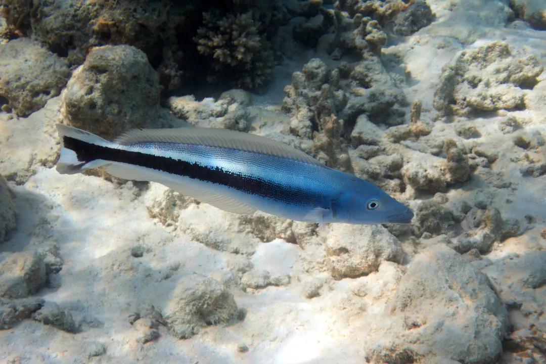 Blue Blanquillo (Malacanthus latovittatus)