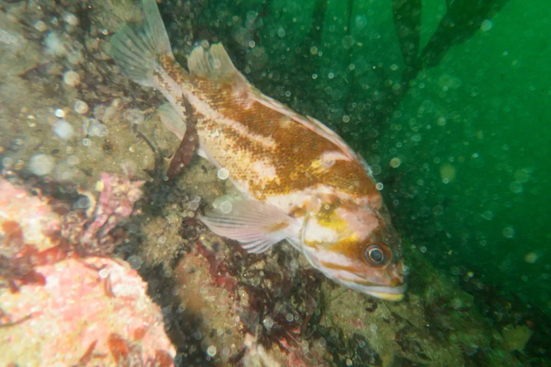Copper Rockfish