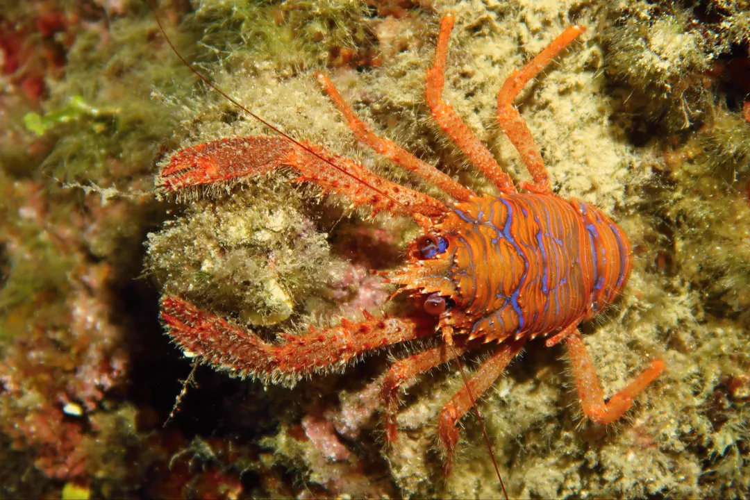 Spiny Squat Lobster (Galathea strigosa)