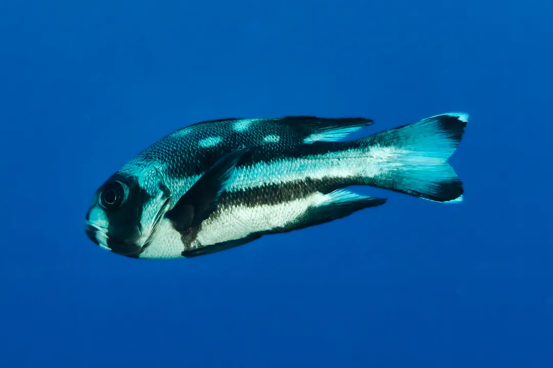 Midnight Snapper (subadult) (Macolor macularis)