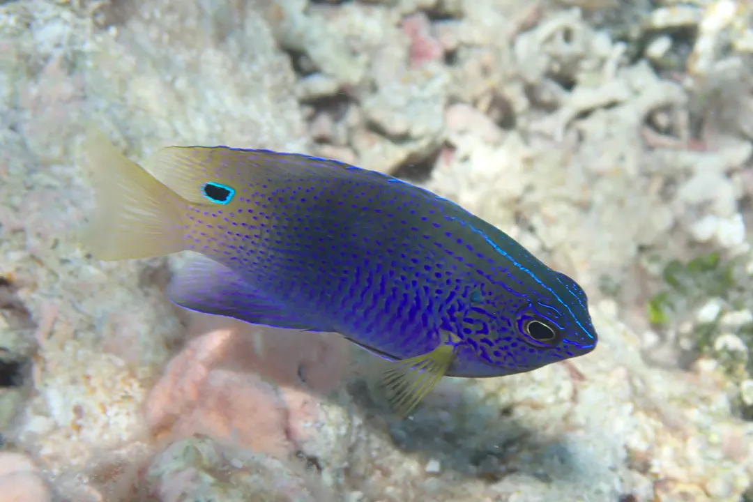 Princess Damsel (Pomacentrus vaiuli)