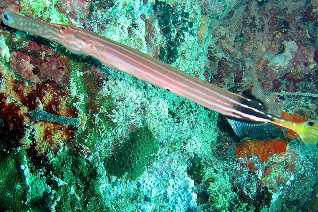 Chinese Trumpetfish (lined) (Aulostomus chinensis)