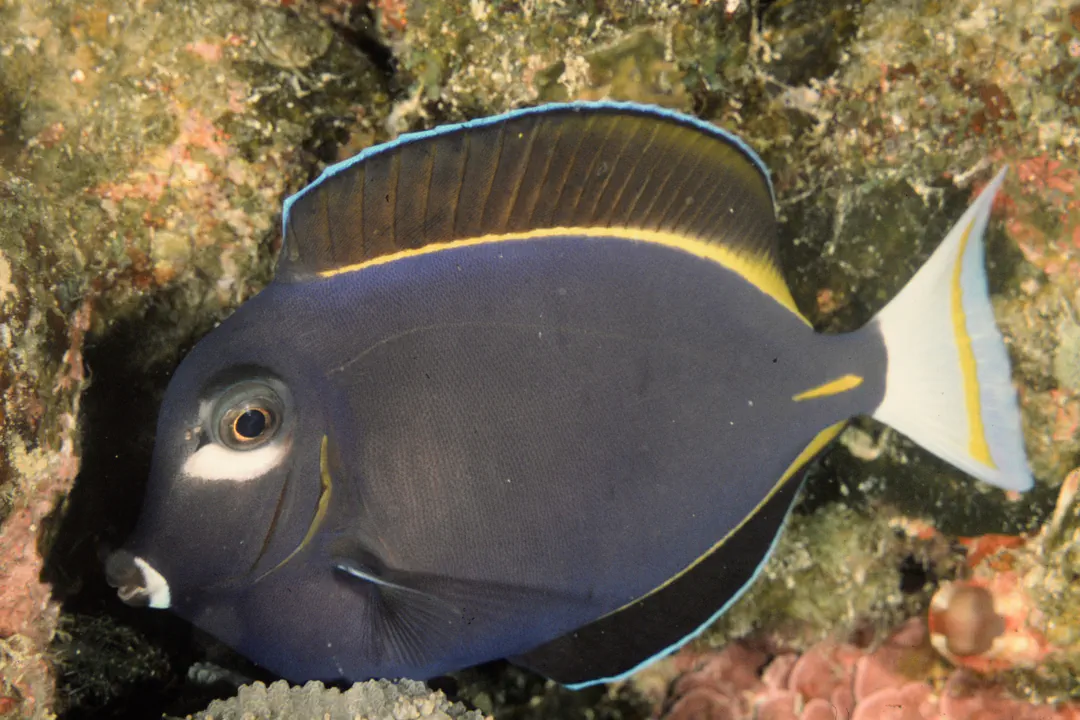 Whitecheek Surgeonfish (Acanthurus nigricans)