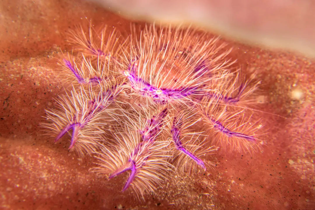 Hairy Squat Lobster