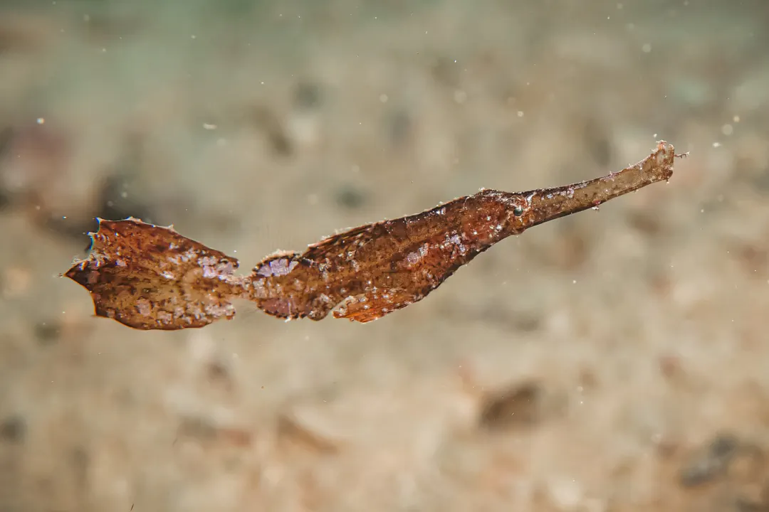 Robust Ghost Pipefish (brown)