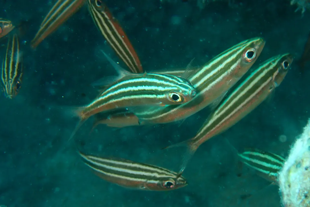 Threestripe Fusilier (Pterocaesio trilineata)