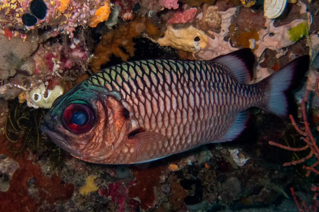 Shadowfin Soldierfish