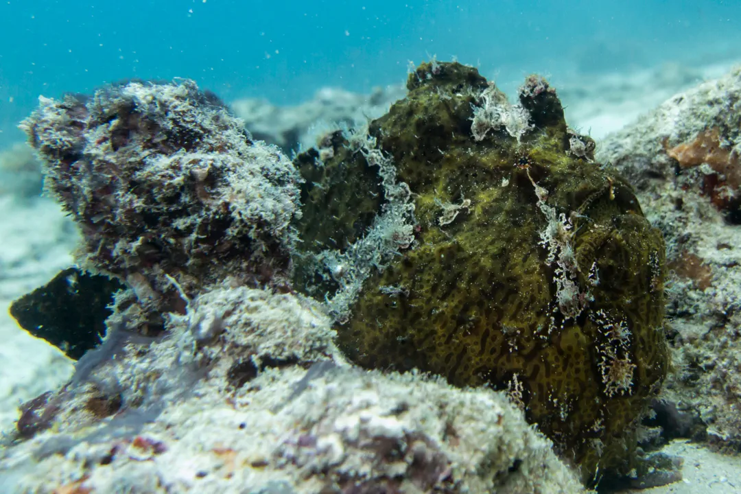 Giant Frogfish (orange)