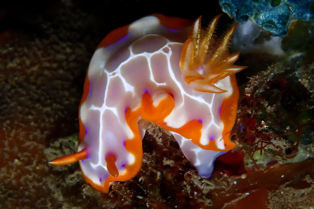 Fish Net Hypselodoris (Hypselodoris iacula)