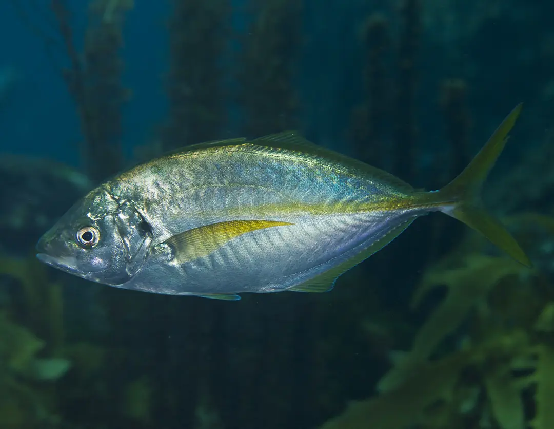 Seabook: Silver Trevally