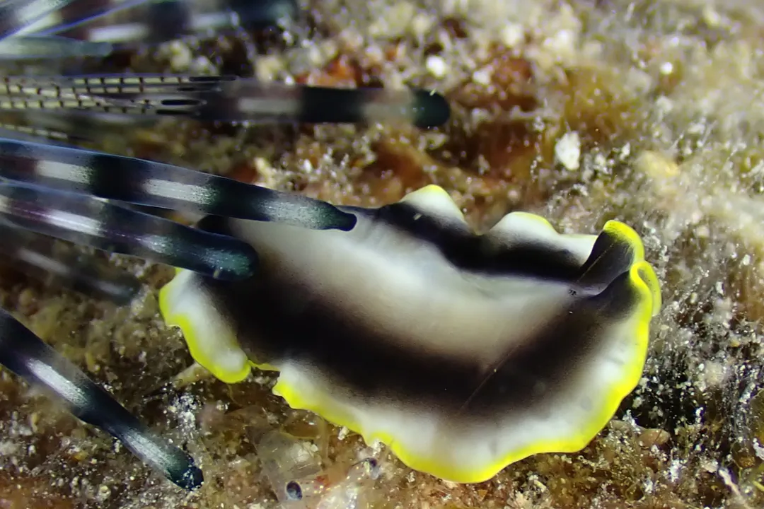 Broadstriped Flatworm