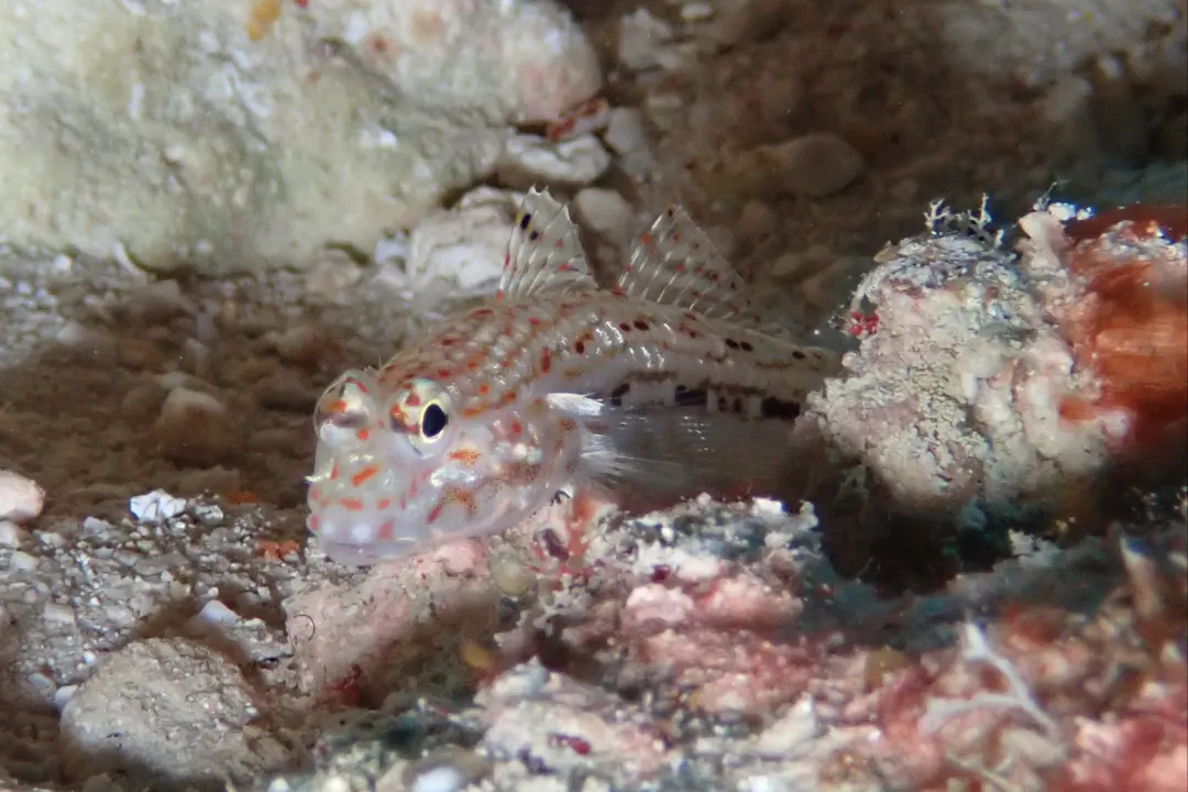 Decorated Sandgoby (Istigobius decoratus)