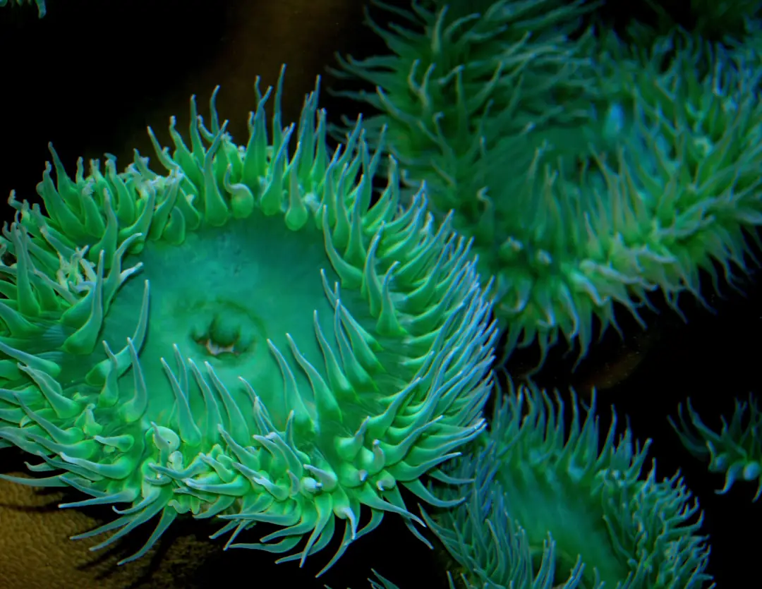 Giant Green Anemone (Anthopleura xanthogrammica)