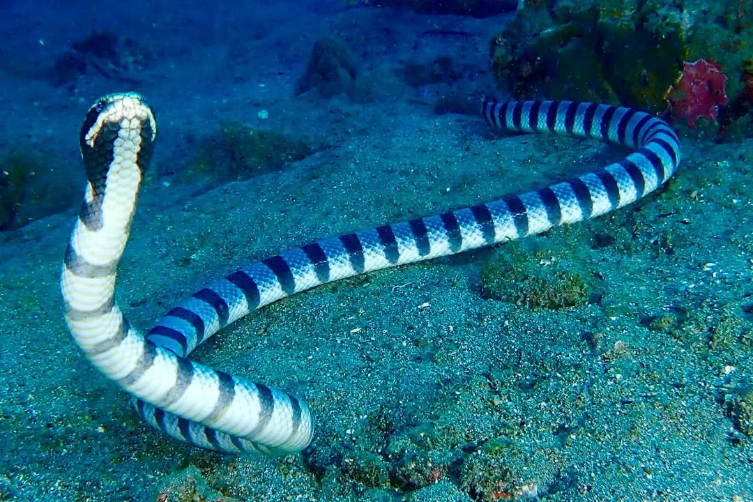 Banded Sea Krait