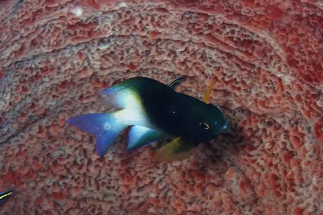 Bicolor Damselfish (dark) (Stegastes partitus)