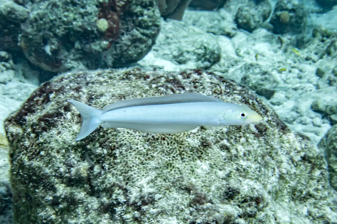 Sand Tilefish