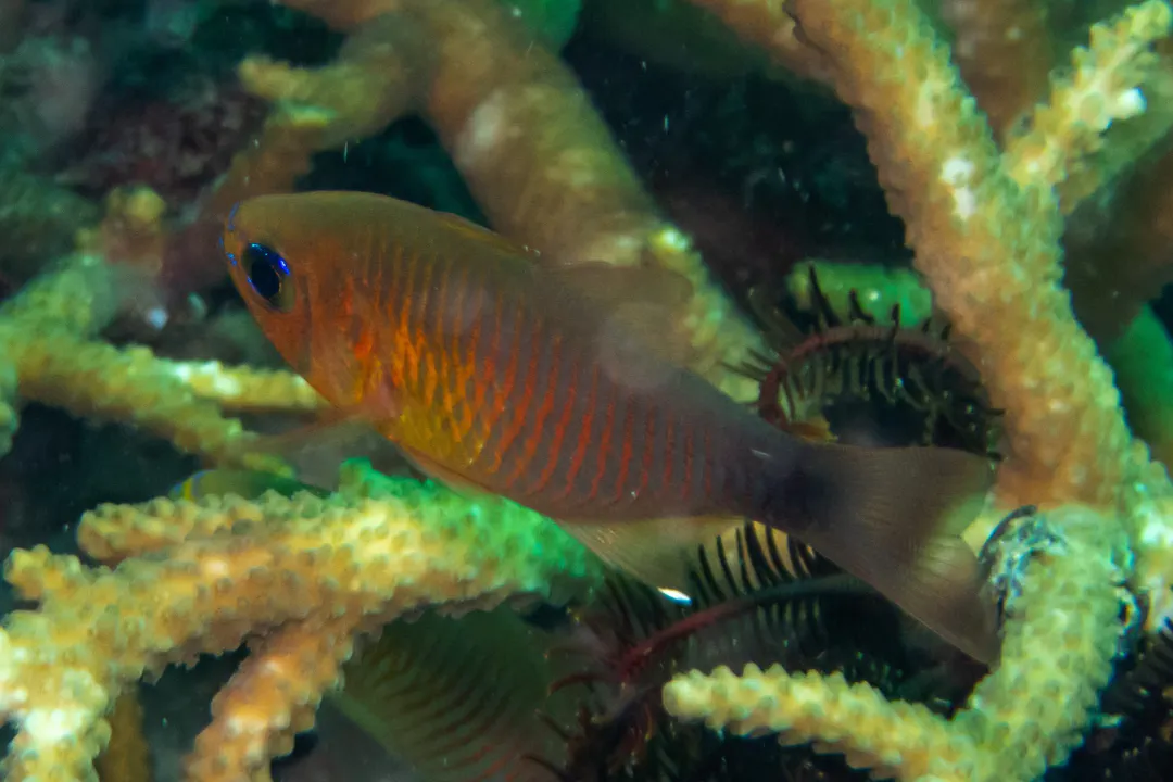Duskytail Cardinalfish