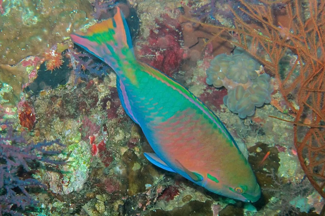 Yellowfin Parrotfish (male) (Scarus flavipectoralis)