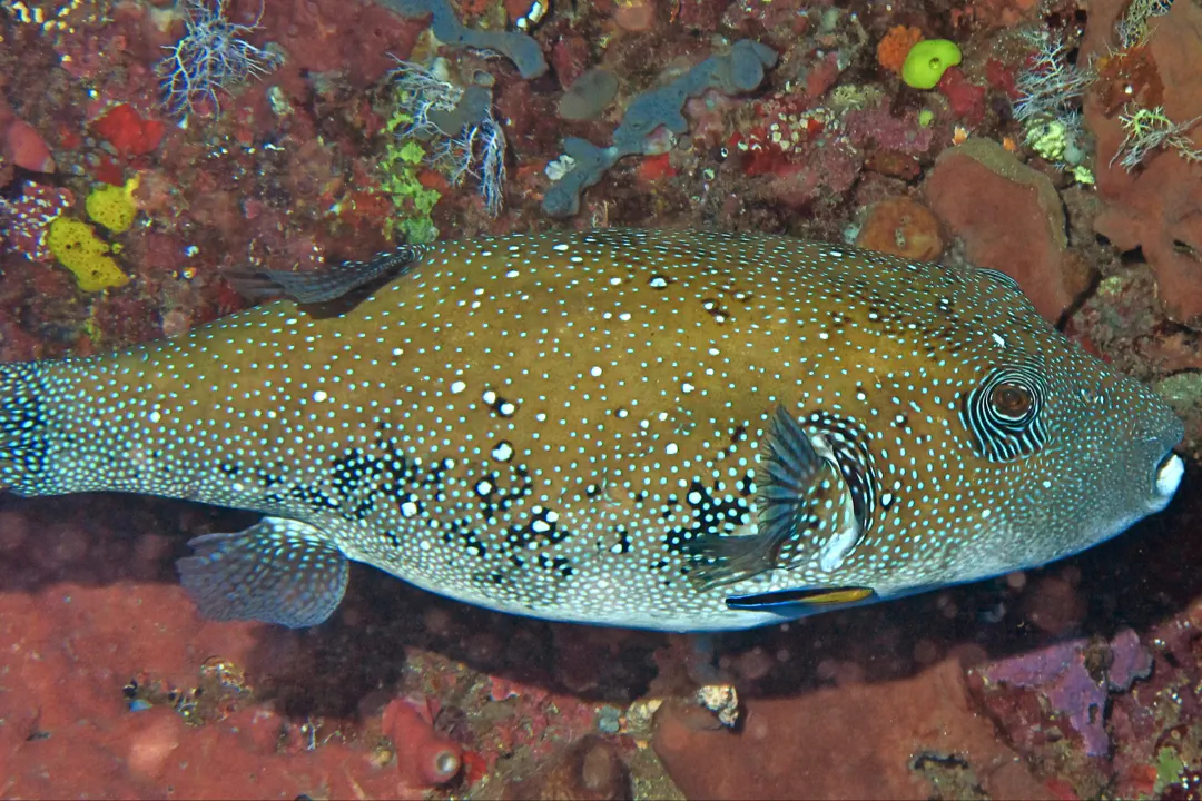 Bluespotted Puffer (brown) (Arothron caeruleopunctatus)