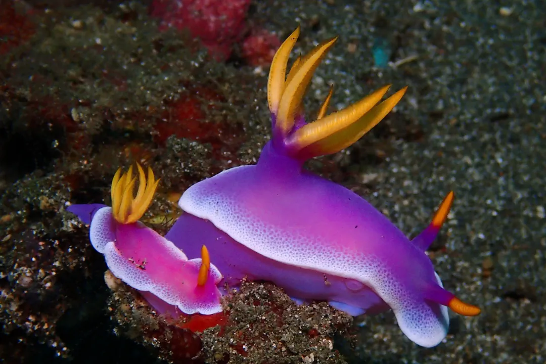 Giant Hypselodoris (Hypselodoris apolegma)