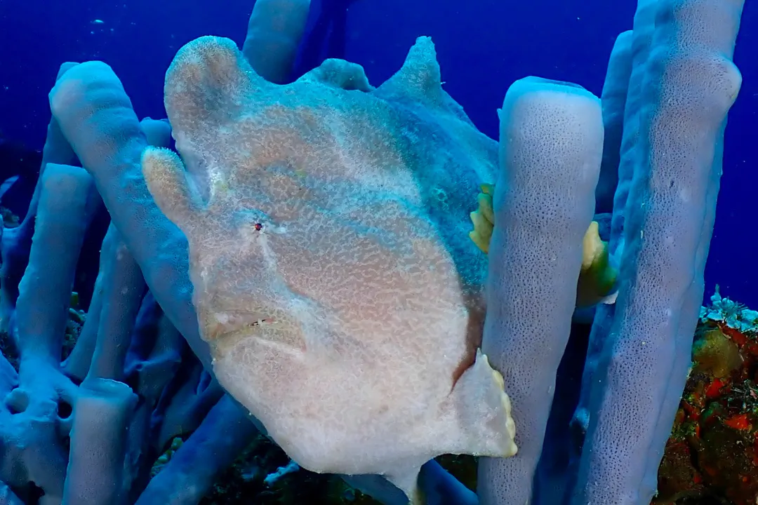 Giant Frogfish (grey)