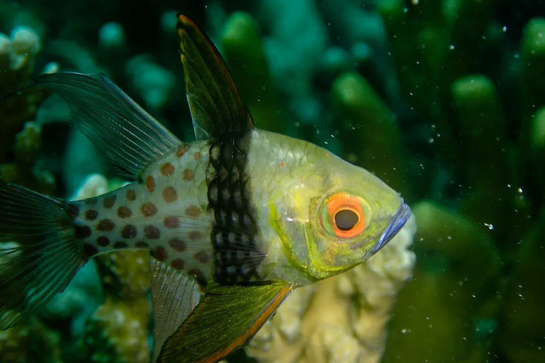 Pajama Cardinalfish (Sphaeramia nematoptera)