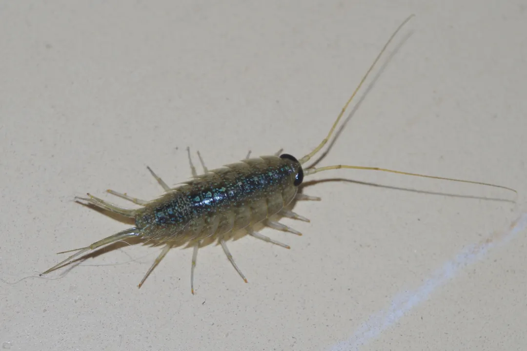 Ligia ryukyuensis (Ligia ryukyuensis)