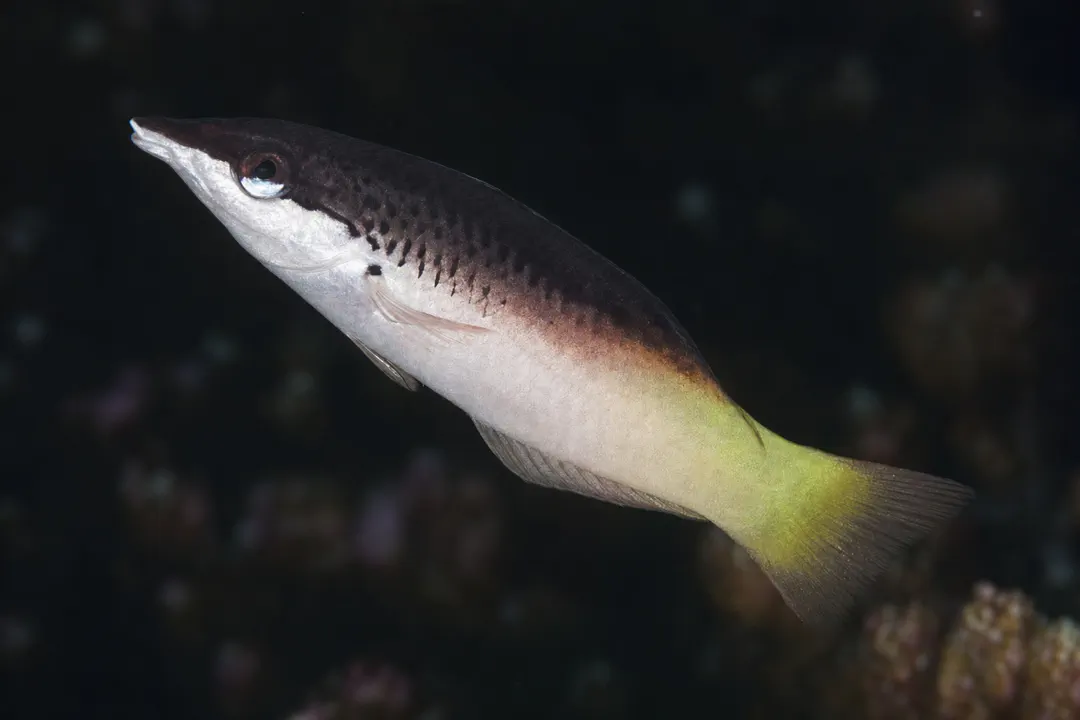 Green Bird Wrasse (Juvenile) (Gomphosus caeruleus)