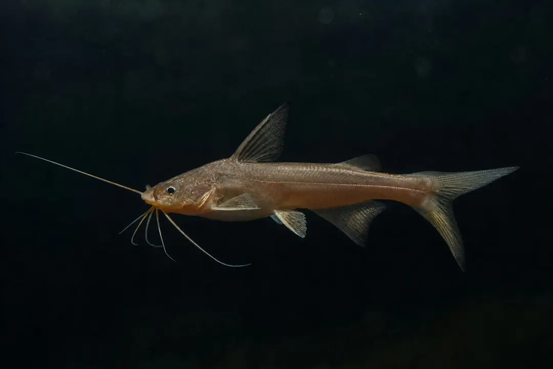 Copper Catfish