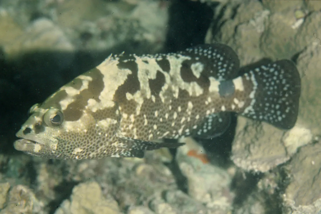 Camouflage Grouper